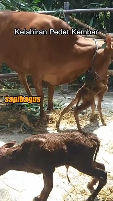 Kelahiran-Pedet-Kembar